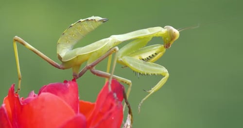 Praying Mantis