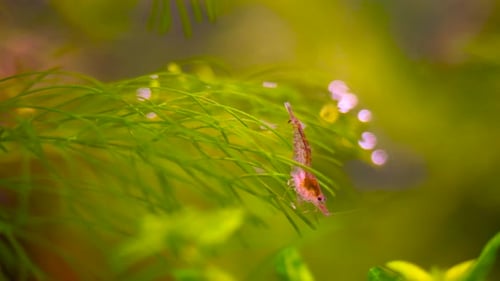 shot red cherry shrimp, sitting on an aquatic plant