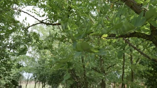 Close-up tree leafs in strongly wind.