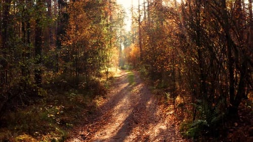 Slow Flying Over the Forest Autumn Path Sunset Golden Hour Sunrays