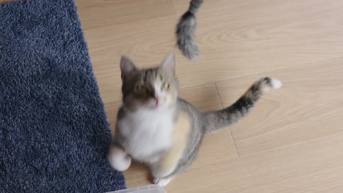 Cute Cat Playing with Toy Inside Home