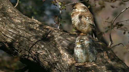 Spotted Owlet couple resting on a tree branch, close up shot