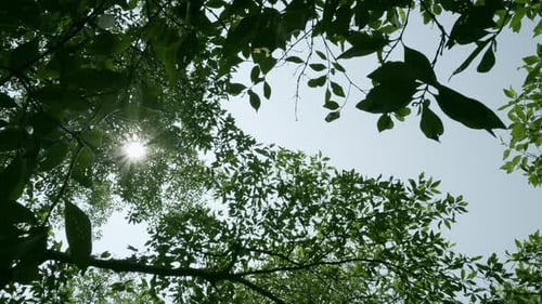 A beautiful foliage with a light breeze on sunlight star