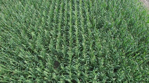 Aerial Corn Field