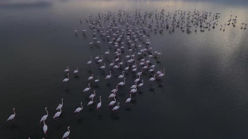 Flamingo Flock