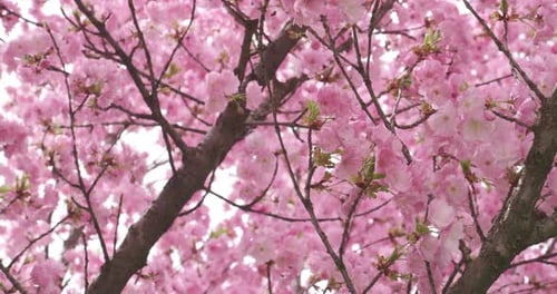 Delicadas flores de cerejeira em plena floração, um sinal suave da chegada da primavera, capturadas com foco suave