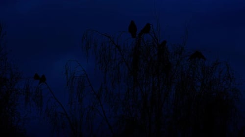 Crows sit on treetops in the dark. Crows in the branches before the storm