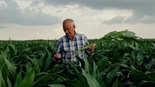 Senior farmer standing in corn field examining crop root in his hands.