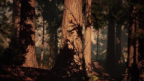 Des séquoias majestueux se prélassant au soleil de l'après-midi dans une forêt paisible