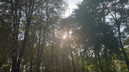 Sun Glare In The Forest