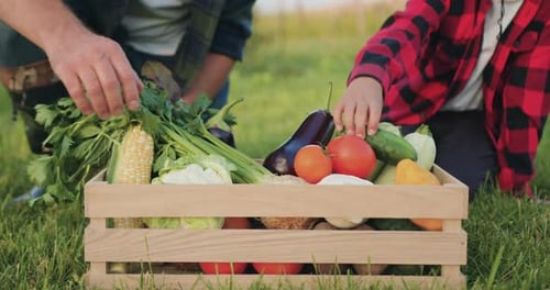 Close-up. Hands of Man and boy in vegetables field working together. Farmer and has son