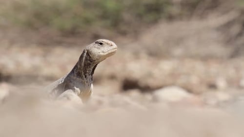 Desert Lizard Observing the Arid Environment