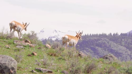 pronghorns walking along mountain ridge at yellowstone national park in wyoming