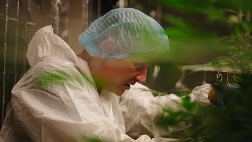 Man Tending to Plants in Lab Setting