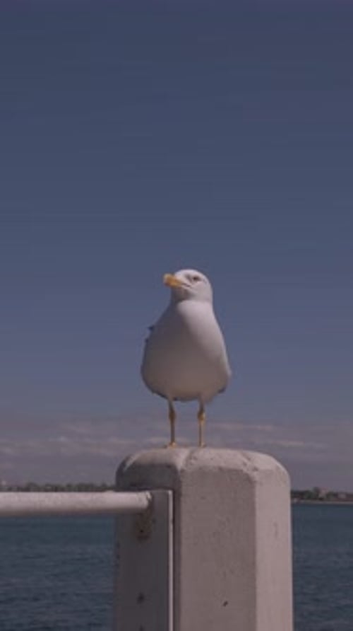 A beautiful Seagull rests on the shore, vertical shot