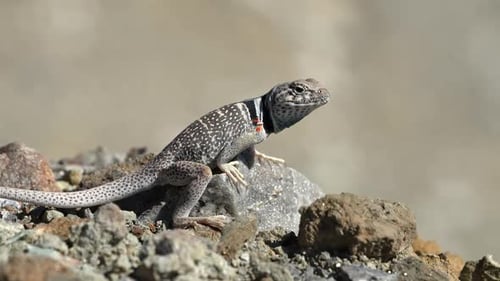 Great Basin Collared Lizard sitting on a rock then running away