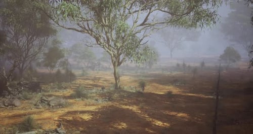Misty Bushland Landscape with Trees Animation