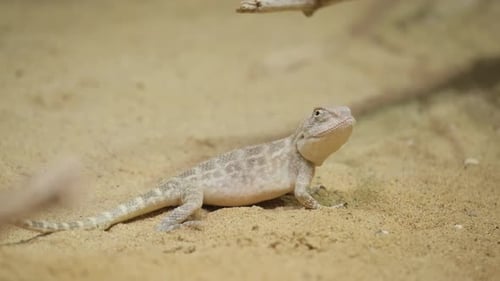 Ein kleines australisches Echsentier, das in der Wüste lebt Phrynocephalus Mystaceus