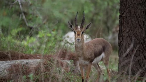 Mountain Gazelle (Gazella gazella)