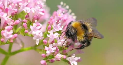 Bee Foraging on Pink Flowers