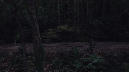Exploring a Secluded Forest Trail During Twilight Hours in a Dense Wilderness