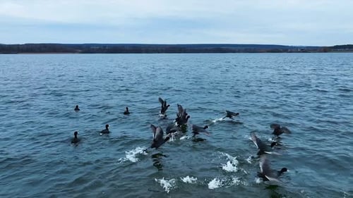 Ducks Flying Over Blue Water of a Lake