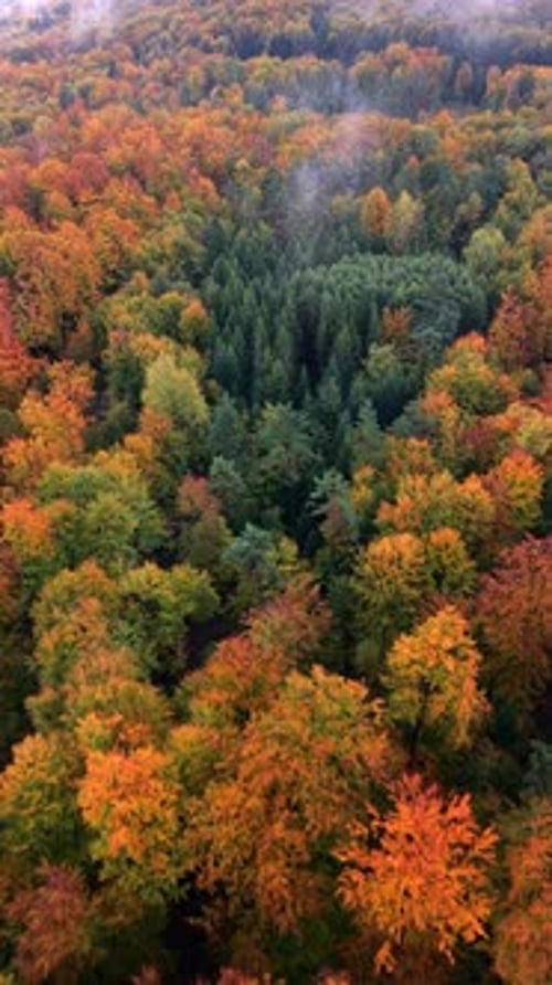 Aerial View of Colorful Autumn Forest with Orange and Green Trees