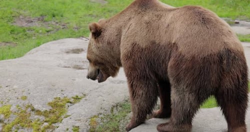 Brown Bear Walking in Natural Habitat