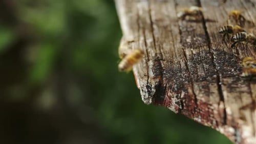 Bees at the Entrance to Hive