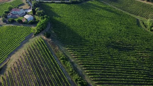 Verdicchio vineyard lines on the hills of Italian countryside at sunset