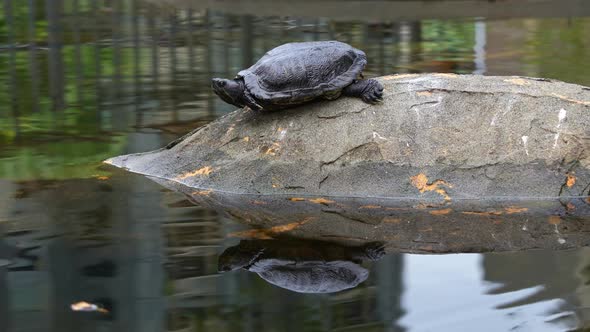 A red-eared slider turtle, rrachemys scripta elegans spotted resting by ...