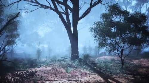 Serene Foggy Forest With Abundant Australian Bush
