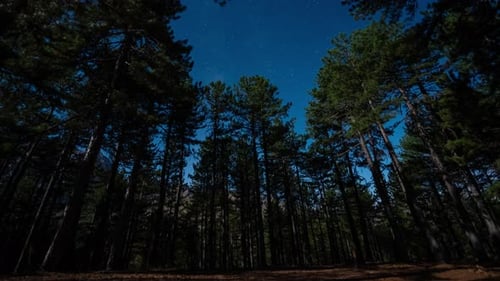 Hohe Waldbäume unter Sternenhimmel - Zeitraffer