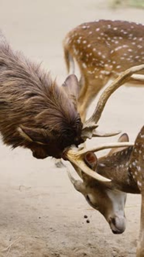 Two male spotted deer locking antlers in a strength contest