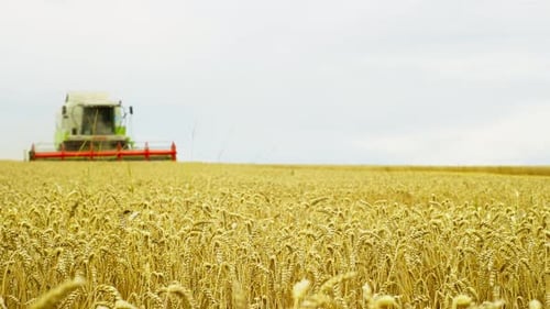 A Combine Harvester Harvests Wheat on an Agricultural Field