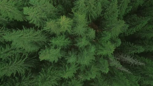 Green Pine Tree Coniferous Forest Aerial Top Down View Dramatic Nature Background Travel Destination
