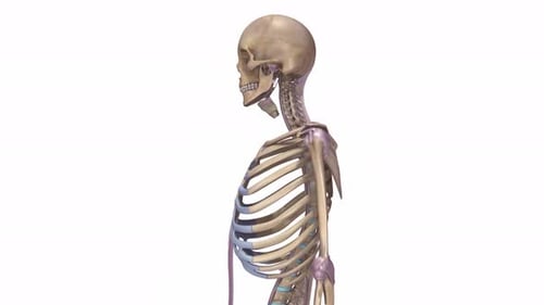 Estructura ósea y anatomía de la parte superior del cuerpo del esqueleto humano