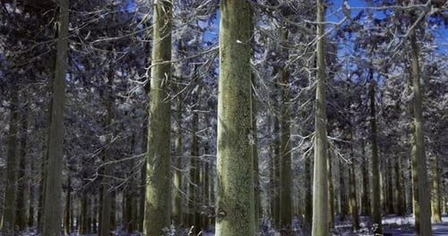 Winter Forest Landscape with Frosted Trees Under Blue Sky