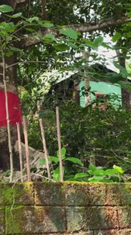 Vue verticale d'un banian avec un tissu rouge, culte en tant que temple au Bangladesh. Prise de vue latérale