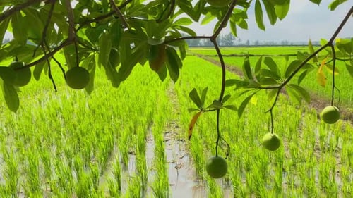 natural background of rice fields