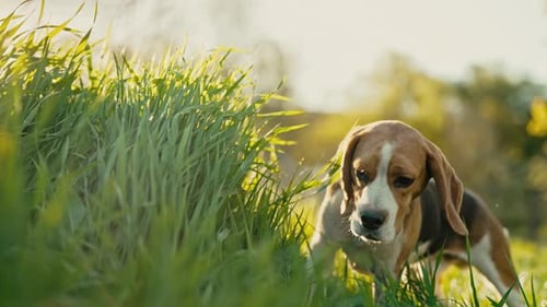 Lovely Beagle Eating Green Fresh Grass Beautiful Dog on Walk on Nature