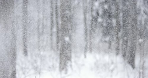 Snowflakes Falling Gently in a Winter Forest