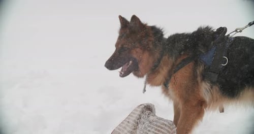 German Shepherd Dog Training