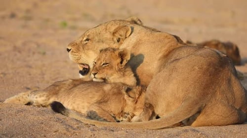 Close full body shot of two tiny lion cubs cuddled up next to their mother, Greater Kruger.