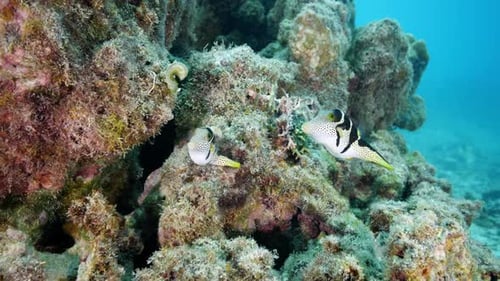 Dos lindos peces globo de San Valentín disfrutan de las cálidas aguas tropicales cerca de la formación rocosa volcánica.