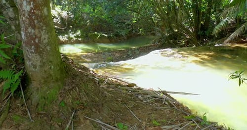 Clear stream water flowing through trees in lush forest
