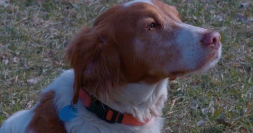 Slow motion shot of a beautiful brown and white dog sitting in the park