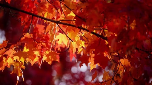 Bright Autumn Leaves on Tree Branch