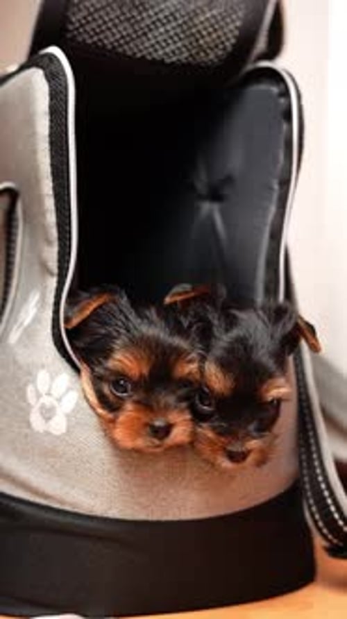 Cute Puppies Resting Inside Gray Carrier