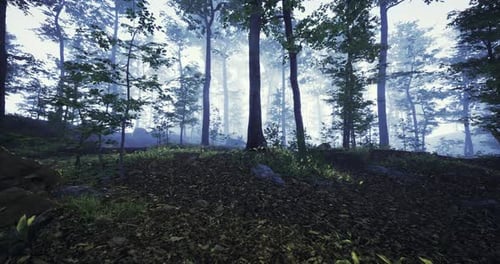 Serene Forest Landscape at Dawn with Mist and Lush Greenery in View